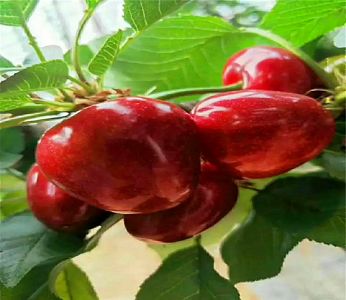 “泛亚电竞平台”破壁灵芝孢子粉厂家 增强免疫力