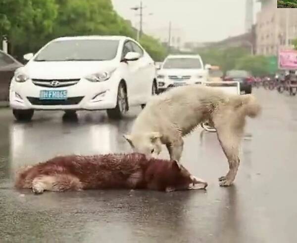 “泛亚电竞平台”
足球重启 五大联赛仅有三支球队全胜 你知道哪些吗？