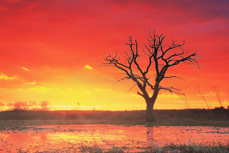 
7-0狂胜！巴西41岁女足传奇欧冠破门 一夜刷新18年神奇纪录【泛亚电竞平台】