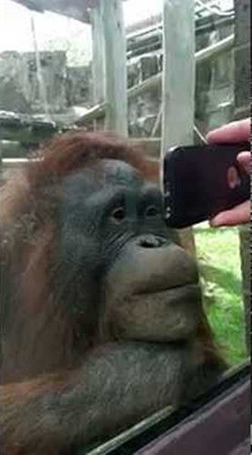 朱婷今晚继续出战女排欧冠，望再接再厉冲向